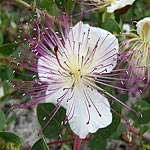 DSCF2549
