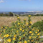 DSCF2640