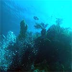 dive roatan