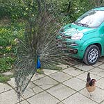 P4110132
